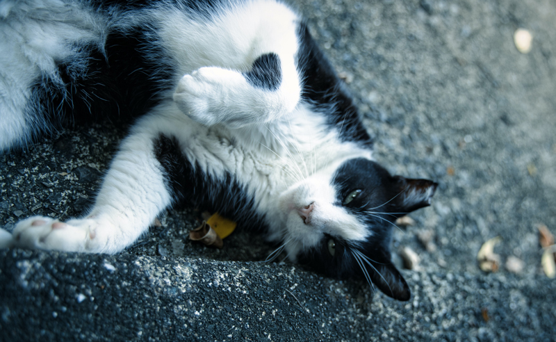 traveling-cat