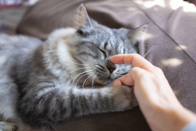 世界から猫が消えたなら