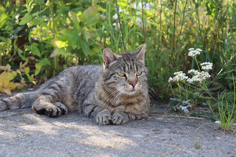 シニア生活と野良猫