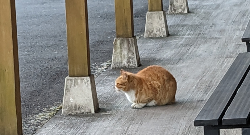 2033年茶白猫の現在